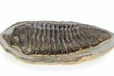 Rare, Calymenid (Pradoella) Trilobite - Jbel Kissane, Morocco #243631-2